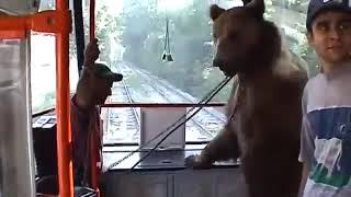 МЕЧКА се вози в трамвай №14 - Bear is using city tram