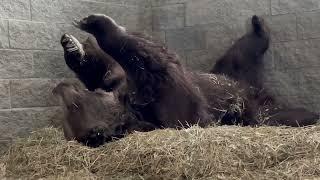 Randy and Leo - what hibernation REALLY looks like.