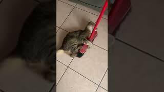 Кот напал на швабру #Tik Tok #Shorts #Тик Ток #ПриколКоты #Catstiktok