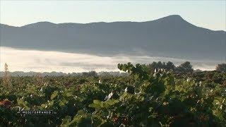 Harvest in Provence