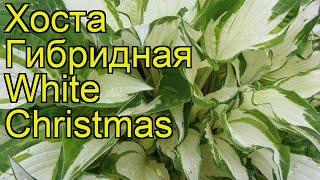 Хоста гибридная Вайт Кристмас. Краткий обзор, описание характеристик hosta hybridum White Christmas