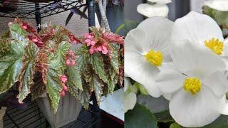 3 Trucos para Cultivar Begonias con Éxito! #jardineria #jardincasero #begonias