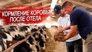 Корова после отела. Проблема кормления коров в послеотельный период.