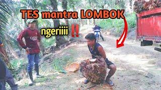 TKI muda asal lombok ini tenaganya super kuat loding buah sawit