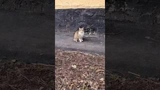 Уличный кот. Санкт-Петербург #коты #котики