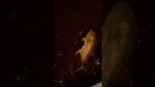 Monster Jack Caught In Downtown Miami #fishing #inshorefishing #saltwater #tarponfishing #snook