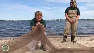 Seining Silver Bay at Cattus Island County Park