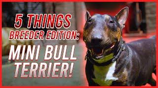 FIVE THINGS YOU SHOULD KNOW BEFORE GETTING A MINI BULL: BREEDER'S EDITION