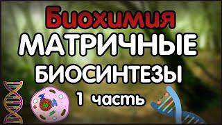 Биохимия. Лекция 35. Матричные биосинтезы. Репликация ДНК.