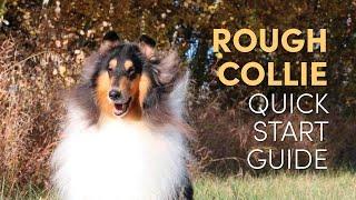 Rough Collie Grooming Supplies (Quick Start Guide)