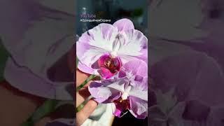 P. Sweet Yupi JPM1 от NCK орхидея Свит Юпи большие цветы, водопадное цветение #shorts #orchids #nck