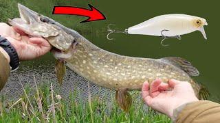 Pike fishing on budget Megabass i-Jack. Lure review and test. Top lure for Pike Perch Bass