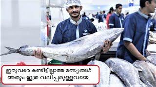 The Largest Fish Market in Dubai | New Deira Fish Market in Dubai | Dubai Fish Market | Hamriya