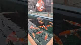 Incredible Kohaku and Sanke: A Beautiful Pond Display
