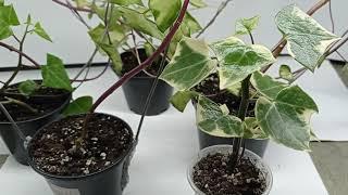 Senecio macroglossus Крестовник крупноязычковый