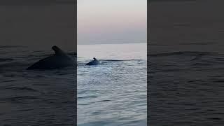 Boaters have close encounter with a whale off Fire Island Long Island, NY #shortsvideo  #viral