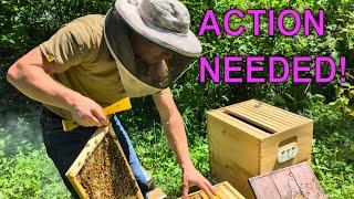 Adding Frames & Feed for Maximum Bee Growth! Nuc Follow Along Ep. 3 - May 19-24