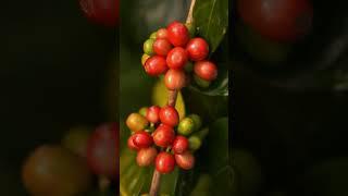 This is not just a plantation - it is a living rhythm of care and cultivation