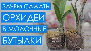 Как удобно и без проблем закрепить каттлеи при пересадке?Сажаю новые каттлеи в бутылки из-под молока