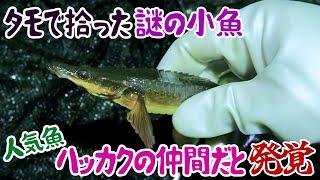 タモで拾った謎の小魚 人気魚ハッカクの仲間だと発覚