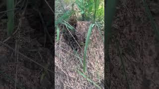 Farrr Ants! #arkansas#southern#ouachitamountainliving
