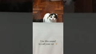 Use this Sound to Call Your Cat 