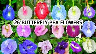 26 Types Of Aparajita Flowers/Butterfly Pea Varieties/Clitorea Ternatea Species/Aparajita Plant