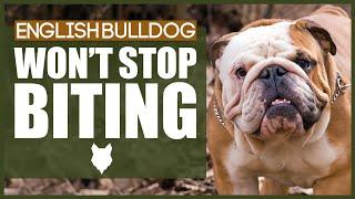 How To Stop Your ENGLISH BULLDOG Biting