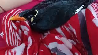 Mynah bird। ময়নার কি হলো। ময়না অসুস্থ ময়নাকে নিয়ে হাসপাতালে গেলাম। ময়না পাখির চিকিৎসা করালাম।