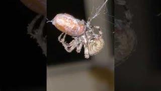 Orb-weaver Spider Wraps June Bug in Web || ViralHog