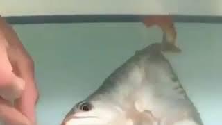 funny videos |comedy video|funny|Funny vines |funny fails|Funny life tv