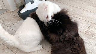 Maine COON GUARDS THE SITE and ATTACKS A CAT