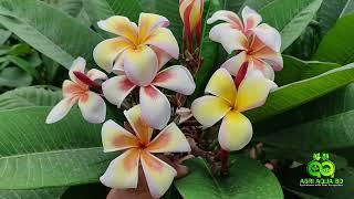 Plumeria "Morning Star"।  A Beautiful Multi-color Plumeria at Agri Aqua Bd।