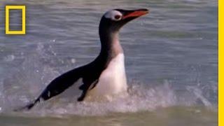Sea Lion vs. Penguin | National Geographic