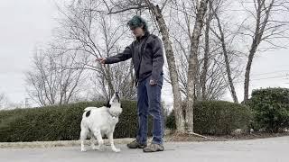 Suburban K9 Dog Training in Smyrna, Tennessee!