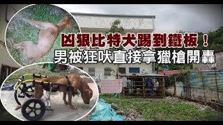 霸氣不再！比特犬狂吠遭獵槍開轟　後肢癱瘓只能坐輪椅 | 台灣蘋果日報