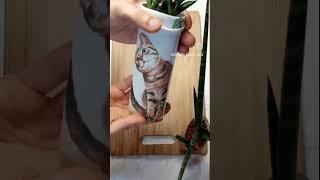 more DIY cats planters for snake plants