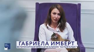 В каком возрасте кастрировать кота/стерилизовать кошку?