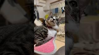 てんちゃんのお手　保護猫てて　#保護猫#子猫#cat#kitten