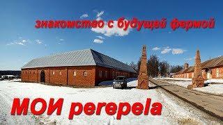 Перепелиная ферма МОИ perepela. Знакомство с будущей фермой МОИ перепела