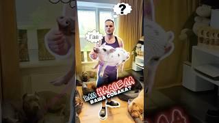 Вам надоела ваша собака? Хотите сдать её в приют? Остановитесь и посмотрите это видео!