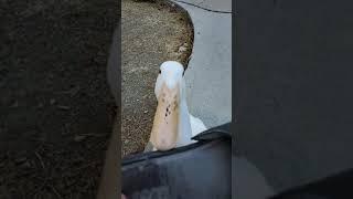 A duck that can fetch #shorts #short