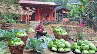 gardening: tending the vegetable garden, harvesting cabbages to sell, shopping/ Loan Bushcraft.