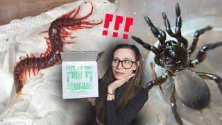 HIGHLY VENOMOUS Giant Purple CENTIPEDE & Angriii Trapdoor Spiders UNBOXING! it's NOT what I expected