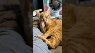 Orange Cat Washing Face, Cute Kitten Grooming Himself, Rescue Cat Living Best Life #cats #catvideos