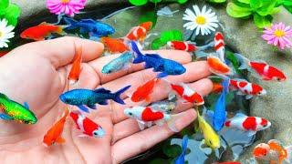 Serok ikan hias warna-warni, ikan koi, ikan mas koki lucu, ikan komet ,ikan gurami, kura-kura brazil