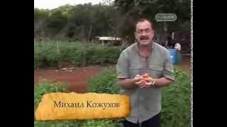 Хабанеро/Habanero chile. Клуб Путешествий Михаила Кожухова