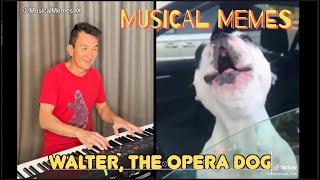 WALTER, THE OPERA DOG, a Musical Meme. #frenchbulldog