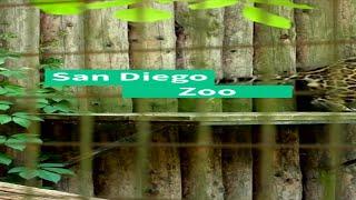 Step into the World of Wildlife at the San Diego Zoo: An Iconic SoCal Attraction