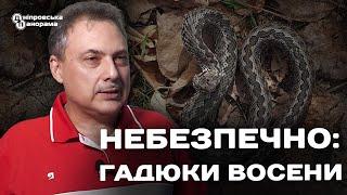 Гадюки у Дніпрі у жовтні: чим небезпечні для містян